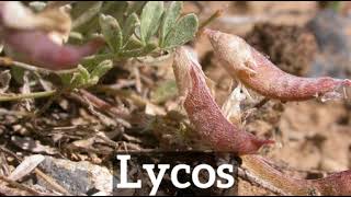 What is Lycos? | How Does Lycos Look? | How to Say Lycos in English?