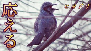 群れの大合唱に応えるヒヨドリ ヒヨドリの鳴き声 Brown-eared bulbul sing too loud. 大きい 野鳥観察 野鳥動画 自然音 知能 認識能力 理解力 認識力 賢い