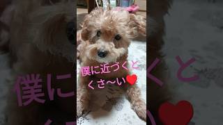 【お尻に近づくと・・・】ホントはくさくないよ!#shorts#犬