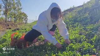 趁现在还能到处走，再来户外打个野，这次荠菜挖过瘾了