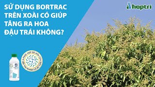 SỬ DỤNG BORTRAC TRÊN XOÀI CÓ GIÚP TĂNG RA HOA ĐẬU TRÁI KHÔNG?