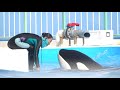 サブプールのランちゃん【2020年8月27日14 30　鴨川シーワールド　シャチパフォーマンス】killer whale performance kamogawa sea world ja