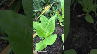 Growing Tobacco?