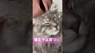 猫の寝顔　#shorts #サイベリアン #猫