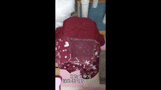 こたつからはみ出るでか猫の巨体