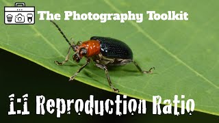 1:1 Reproduction Ratio in Photography