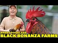 Brent Douglass Beautiful Black Bonanza Farms