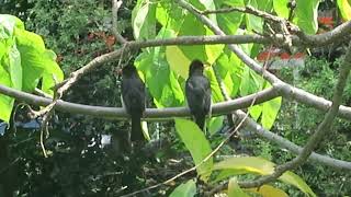 紅嘴黑鵯哥倆好Black Bulbuls are buddy-buddy