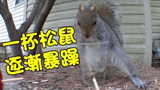 Angry Squirrel doing Funny Moments