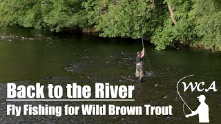 Fly Fishing for Wild Brown Trout - Back on the River