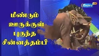 மீண்டும் ஊருக்குள் புகுந்த  சின்னத்தம்பி|Elephant