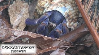 ムラサキオカヤドカリ Blueberry Hermit Crab (Coenobita purpureus)【天然記念物】