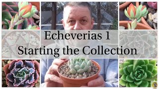 Echeverias 1 - Starting the Collection (Crassulaceae 1)