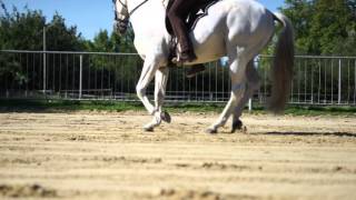 Marius Schneider - Canter Pirouette - Orfeu Lusitano Stallion