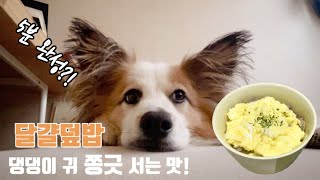 집에서 간단히 만드는 강아지 요리 / 5분뚝딱 초간단 강아지 특식 만들기