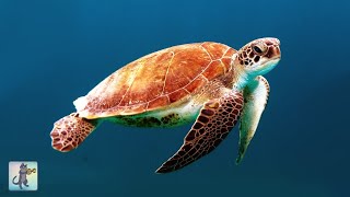 GIANT SEA TURTLES • AMAZING CORAL REEF FISH • 12 HOURS of THE BEST RELAX MUSIC