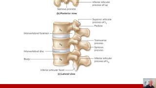 BIO 246 A\u0026P Ch 8.5 General Overview of Vertebral Column and Cervical Vertebrae