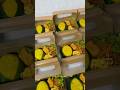 Bikin nasi kuning untuk ulang tahun #nasikuning