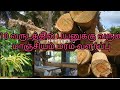 மாஞ்சியம் மரம் விரைவில் பயனுக்கு வரக்கூடியது |acacia mangium tree cutting |