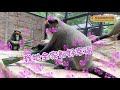 香港動植物公園 動物知多點 反斗博士