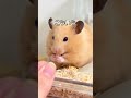 ポムがハムスターの爪切りについて教えてくれるようです（キンクマハムスター‪🐹） キンクマ ハムスター 飼い主を足蹴にする系ハムスター ポム 爪切り 何 人間 怖い 爪とぎ 素焼き よじ登る 動線