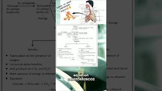 Class 10 respiration 🤫🤫 #shorts #class10 #exam #nexttoppers #pw #importantquestions