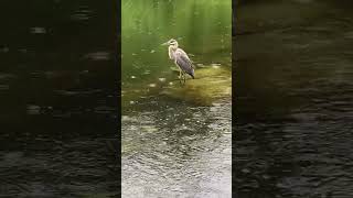 Great blue heron 🌧️ rainy day 雨と 青鷺 アオサギ  #shorts #birds #野鳥