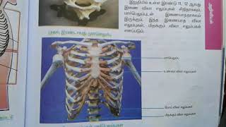 TNPSC  8th Science - மனித எலும்புக்கூடு