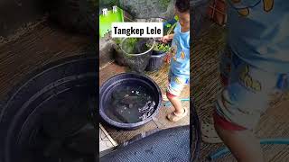 tangkep lele #tangkeplele #pancinglele #mancing