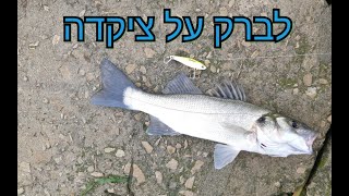 לברק על ציקדה - יום דיג מהנה ומפתיע - seabass in an abandoned water reservoir