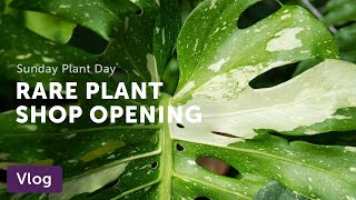 SNEAK PEEK! Rare Plant Shop Opens In Long Island City — Vlog 038