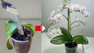 This orchid hadn't grown in 4 months, Until I DiD This!!