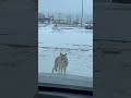 nos encontramos con un coyote en pleno frío edmonton alberta canadá