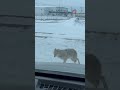 nos encontramos con un coyote en pleno frío edmonton alberta canadá