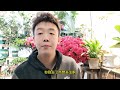 檸檬樹不結果果實小，這樣施肥果實大又多，真想天天用 lemon tree plant at home 禪藝綠植工作室