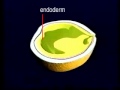 frog gastrulation