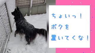 【ジョシュくん】　雪遊びよりもパパが好き！　#パパっ子 #グローネンダール #シェパード #犬 #dog #shepherd #ペット #ベルジアンシェパード