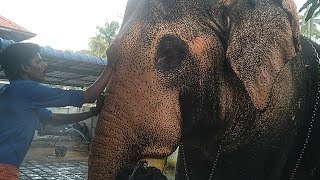 പല്ലാട്ടു ബ്രഹ്മദത്തൻ!Elephant in Kerala #Pallattu Brehmadhathan Elephant #Vypin Vlogger