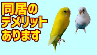 セキセイインコを同居させるデメリット【budgerigar】