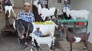 Hyderabadi goats farm zaffran series Collection Available minhaj bhai ke Pass