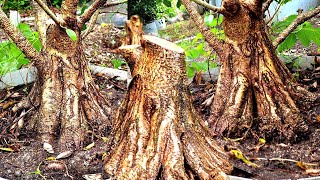 TAHAPAN MEMBUAT BONSAI KIMENG PROGRAM PECAH BATANG