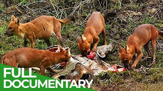 Hunt or Prey | Thailand's Wild Side - Part 1 | Free Documentary Nature