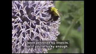 Classifying Animals (Accessible Preview)