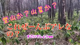 【2020年北海道山菜採りday2】登山してたら行者ニンニク(アイヌネギ、キトピロ)が沢山？