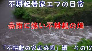 豪雨に強い不耕起の畑　不耕起農家エフの日常　「不耕起の虎」編　その12