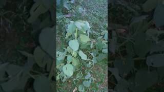 Sida cordifolia #Medicinal Plants || #Medicinal Plants