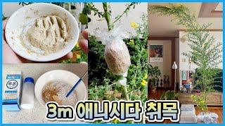 3m짜리 초대형 애니시다를 사왔어요... 애니시다 최고의 번식방법\u0026발근제 황금레피시!!