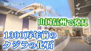 1300万年前のクジラの化石　山国信州はかつて海の底だった 日本財団 海と日本PROJECT in 長野 2021 #27