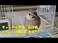 【文鳥】撮れたておうちゃん・ゆきちゃん　距離は縮まったかな？　　java sparrow