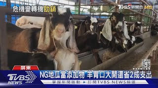 飼料暴漲 畜牧業急用NG地瓜養羊 意外省錢又肉質升級｜TVBS新聞